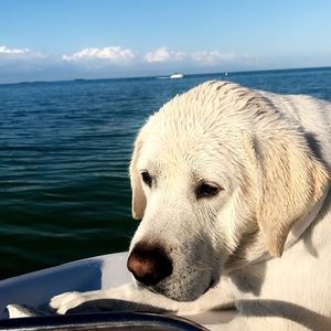 Meet your Posher, Allie